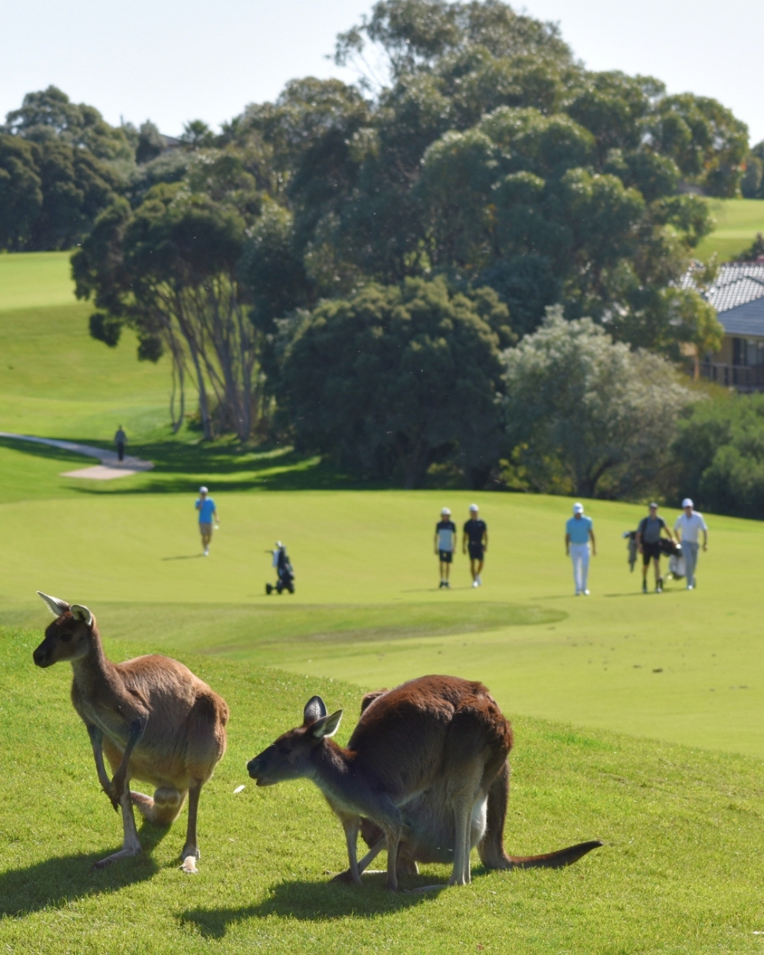 join a golf club